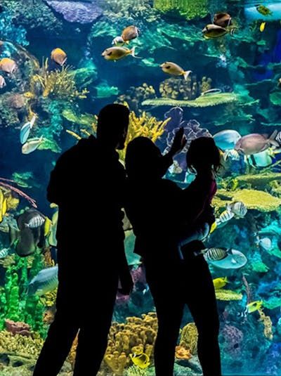 Silhouette of a family standing in front of an aquarium